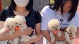 俊介博美这丫头也太厉害了闺蜜你先走让我来