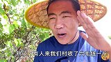 农村老家的山杏熟透了，三丰一家帮四婶摘果子，猜猜一天能撸多少