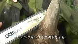 犀牛角被割，人们为它装上3D仿生犀牛角，犀牛的动作让人欣慰