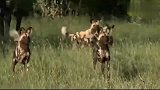真霸气！狮子刚捕猎一只鬣狗，转身又追杀非洲野狗，太厉害了