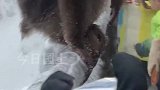 猴子被女生投喂牛奶，回眸一笑外加挑眉表示感谢