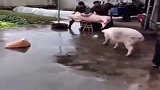 没想到猪也重情义，为救同伴竟冲向屠夫！