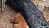 野猪这一招泰山压顶，直接秒杀狗子，这下认输了吧！