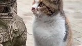 原来石狮子嘴里的球是用来逗猫的