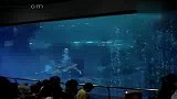 海底世界-美人鱼