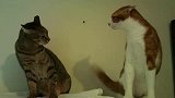 两只猫咪挑衅对视 最后瞬间分胜