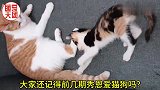 狗狗想和猫咪亲近 无奈猫咪看到这个“巨大”的体型 害怕的不行