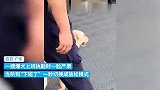 搜爆犬上班时一脸严肃，一下班就嬉皮笑脸