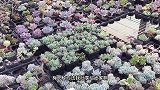 多肉植物在夏季怎么养护？几种方法，让你的多肉安全度夏