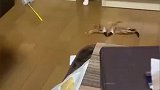 主人看电视没有陪猫咪，猫咪拿逗猫棒自娱自乐
