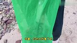 深圳周边野沙滩赶海，海胆抓到手软，好过瘾#旅行大玩家