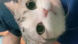 主人抱着小猫咪，这画面太可爱了，最后眨一下眼也太撩了吧！