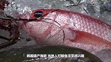 韩国人把刚剥完皮的鳗鱼扔进烤网上，痛得都要跳起来，太残忍了！