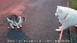 遛狗时遇到一只流浪猫，就停下来不走了，狗狗找它玩耍