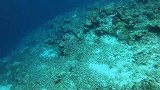 孤岛深海猎鱼，猛货真不是少，偶遇鲨鱼鲨口夺食真过瘾