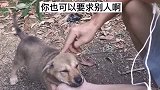 如何辨别中华田园犬是好苗子？学起来！