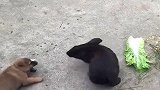 谁说兔子很温柔，那是你没有触碰到它的底线，小奶狗估计被踢坏了