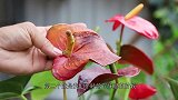 红掌花瓣提前退化，是什么原因？该怎么处理？才能让它下次开花多