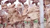 腌数千个猪头挂满院子：能卖160万元