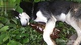 一人我饮酒醉！战斗民族的哈士奇也爱喝啤酒