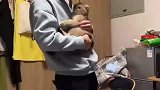 找走丢的猫时喂了一只小野猫，主人问它能不能把自家猫带回来