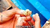 用巨居蟹做诱饵来场钓鱼比赛，意想不到最后对同伴大打出手