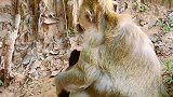 猴妈为了保护小猴子不被欺负，面对再好姐妹说翻脸就翻脸