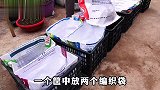 如何种植包菜？强仔教你一招，包菜个个饱满紧实，邻居见了都想学