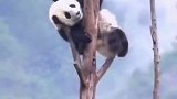卡塔尔来选熊猫那天，一眼就相中了爬的最高的四海，网友：他一定很后悔吧