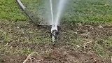 地灌顶管浇地神器，还是第一次见这种浇法！