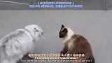 猫咪们也会打嘴炮！喵星人OS之哔—脏话大战  Norman