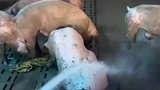这一幕把人看呆了，二师兄还是爱洗澡的