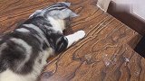 犯错猫拒不道歉！难道我家猫到青春期了