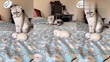 刚出生没多久的小猫咪，团子用嘴把它叼走，这动作一气呵成！