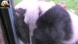熊猫圆梦来到玻璃前撩妹：嗨，今天本宝宝有没有帅到你？