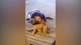 猫咪真是谁都不惯着，一套连击看着不痛，不过萌宝也太可怜了