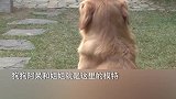 你会带狗子一起拍婚纱照么