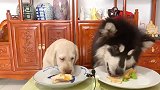 拉布拉多第一次吃肉，这吃相跟猪八戒一样，应该怎么教