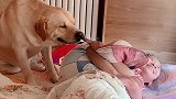 狗狗叫小主人起床上学，小主人耍懒不起，狗狗居然咬着枕头不放！