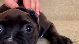 名副其实的饿霸，就是看起来有点怂？恶霸犬 狗 宠物知识