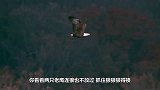 老鹰本想捕食松鼠，不料直接卡在树上，位置有点尴尬