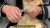 爆笑：全网剪指甲时最乖的猫