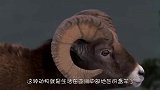 自己害了自己，公盘羊羊角太长，不料刺进了自己的脸颊