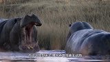 河马大战鳄鱼，河马疯狂起来管你是谁，不服直接开战