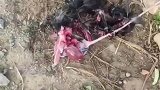 谁知道这是啥动物干的？