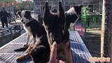 锤系德国牧羊犬，帮粉丝代购一只，这品相绝对哇塞