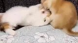 你两个打架