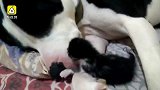 小猫咪被遗弃，斗牛犬来帮忙