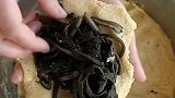 喜欢吃海带的可以看过来了，一吃就停不下来