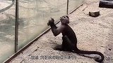 动物园猴子磨尖石头，没想到接下来的一幕，引得游客一阵惊叫！